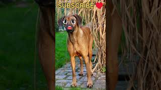 New dog song 🤣🤣funny funnyvideo trendingshorts tiktok ytshorts youtubeshort rat [upl. by Leivad]