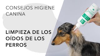 LIMPIEZA DE LOS OÍDOS DE LOS PERROS [upl. by Zhang]