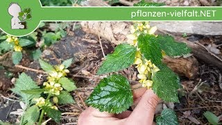 Gewöhnliche Goldnessel  Blätter  240418 Lamium galeobdolon  essbare Wildpflanzen Bestimmung [upl. by Oringa662]