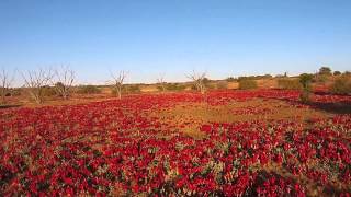 Aerial views of Sturt Desert Pea South Australia by TPM Howie [upl. by Alva]