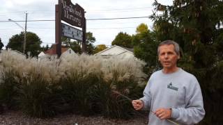 Ornamental Grass  Miscanthus Graziella [upl. by Odlabu]