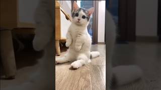 The Cats LaughMaking Daily Life Compilation [upl. by Netsruk]