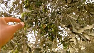 CONSEJOS PARA EL CULTIVO DEL OLIVO Y COSECHA DE ACEITUNAS [upl. by Haland]