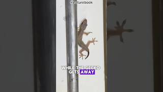 quotDid you know geckos can lose their tails and grow them back nature animals wildlife [upl. by Etnad]