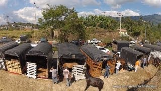 Cabalgata Armenia Quindio 2013 [upl. by Yllier]