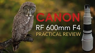 I sold my 400mm f28 lens for a 600mm f4 for Wildlife Canon RF 600mm F4 Review [upl. by Stew]