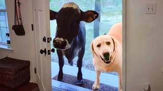 When your dog brings home a friend 🙈🤣Funniest Dog Ever [upl. by Latsirhc219]