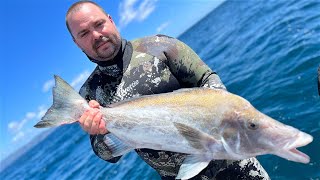 Wettie TV  SPEARFISHING New Zealand KINGFISH  BOARFISH [upl. by Nat]