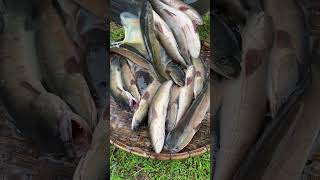 Amazing Cooking Fishes by Rural Chefs CookFishes Part1 YummyCookFishRecipes cookfishrecipe [upl. by Yelyk]