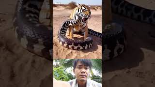 Python Vs Tiger animals shortsvideo Viralshorts [upl. by Derdlim]