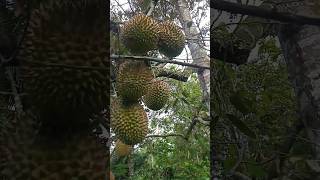 Duren duren Lokal [upl. by Sue]