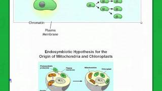 Origin of Eukaryotes [upl. by Haizek418]