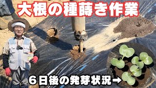 大根の種蒔き作業と６日後の発芽状況【残暑が厳しい】【耐病総太り大根】【マルチ栽培】2024年9月9日 9月15日 [upl. by Ahsimal]