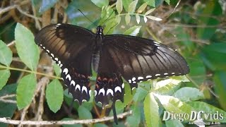 Papilio astyalus astyalus ♀ Broadbanded Swallowtail Papilionini Florianópolis [upl. by Anitneuq]