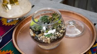 DIY Succulent Terrarium [upl. by Lihka]