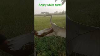 Egret bird hunting ll hunting egret ytshorts viralreels [upl. by Hillman]