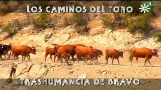 Toros de La Remonta trashumancia de vacas bravas por los caminos del toro  Toros desde Andalucía [upl. by Eggett]