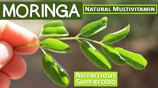 Moringa A Nutritious Superfood and Natural Multivitamin [upl. by Alitta604]