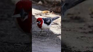 RedCowled Cardinal Paroaria dominicana Wildlife FreeBirds NatureLovers cardinal NatureSounds [upl. by Floss812]