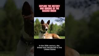 Explore the history and origins of the Basenji breed and how its barkless trait developed dog [upl. by Deth261]