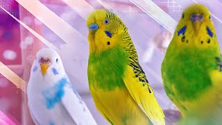 3 Hour Sounds of Budgies for Lonely Birds [upl. by Delorenzo]