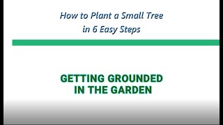 How to Plant a Small  Medium Tree in 6 Easy Steps [upl. by Einnil291]