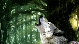 ♫ Oliver Shanti amp Friends  Tara Shakti Mantra ♫ Wolf [upl. by Ettedranreb]