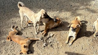 Todos jugando sin restricciones terminó el reposo de esterilización ❤️❤️ [upl. by Eiznekcam]