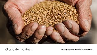 Grano de mostaza [upl. by Eifos379]