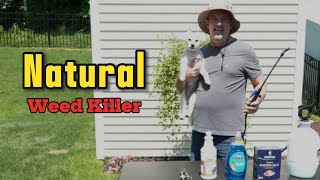 The Best NATURAL Weed Killer [upl. by Adnawak]