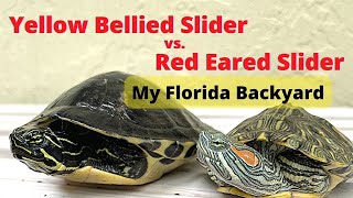 Difference between Red Eared Slider and Yellow Belly Slider turtlelife [upl. by Lakim]