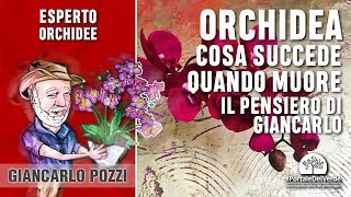 Cosa si fa quando la nostra orchidea muore Ecco il pensiero di Giancarlo Pozzi [upl. by Euqnomod]