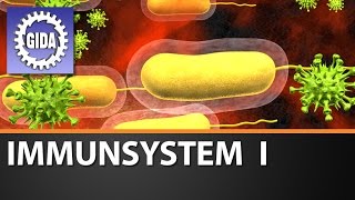 Trailer  Immunsystem I  Biologie  Schulfilm [upl. by Pradeep726]