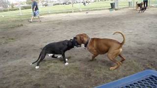 My Pit Bulltype quotattackingquot a Boxer [upl. by Ardien]