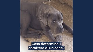 Che cosa determina il carattere di un cane [upl. by Trilly]