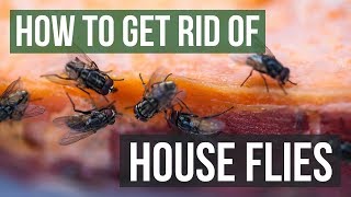 How to Get Rid of House Flies 4 Simple Steps [upl. by Katerina]