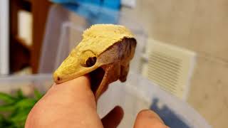 Angry Crested Gecko [upl. by Hploda]