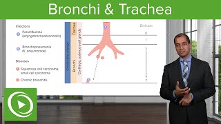 Bronchi amp Trachea – Pulmonary Pathology  Lecturio [upl. by Hauser]