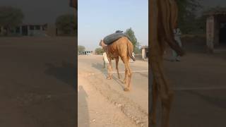 Chambar on camel on road from Chhachro to Mubarak Rind [upl. by Aalst982]