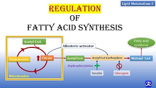 5 Regulation of Fatty Acid synthesis  Lipid Metabolism5  Biochemistry  NJOY Biochemistry [upl. by Mazlack]