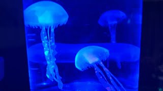 Jellyfish Lamp aquarium tank by Merkury Innovations Setup Instructions amp Review Skywind007 [upl. by Brynn]