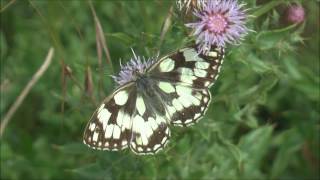 Marbled White Butterfly Melanargia galathea feeding on a London Common [upl. by Hacim]