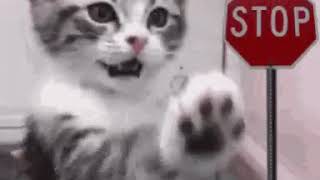 Stop Cat Gif Meme Funny Hilarious Watch Now [upl. by Cheney]