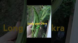 Okra plant 🪴 garden plants vegetables shorts [upl. by Merrily]