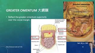 20171019 Lesson10Human Dissection  Peritoneum amp Peritoneal Cavity [upl. by Leff]