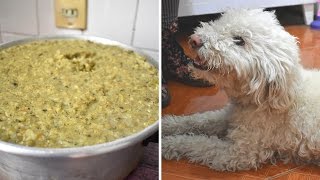 RECETA DE COMIDA PARA PERRO [upl. by Kellene]