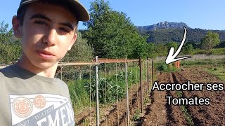 Comment bien tuteurer vos tomates  🍅 TUTO [upl. by Tanya]