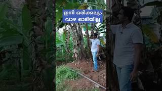 ഇനി ഒരിക്കലും വാഴ ഒടിയില്ല organicfarming farmingvlog familyfarming vazhakrishi jithusvoyage [upl. by Dadinirt517]