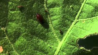 Colorado Potato Beetle Management [upl. by Ayaros]