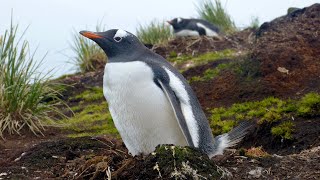 Gentoo Penguins [upl. by Iphagenia]